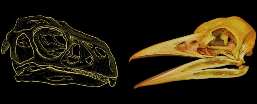 This Secret Mathematical Rule Has Shaped Beaks For 200 Million Years : ScienceAlert