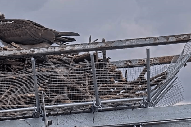 To protect birds and motorists, engineers build a steel nest box on bridge