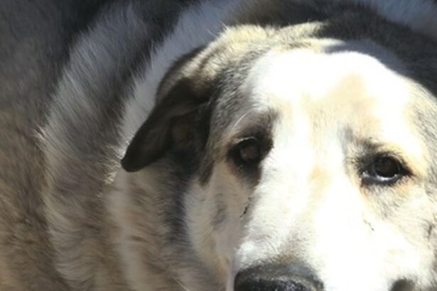 Toddler Who Wandered Miles From Home And Spent Night In Desert Saved By Very Good Dog