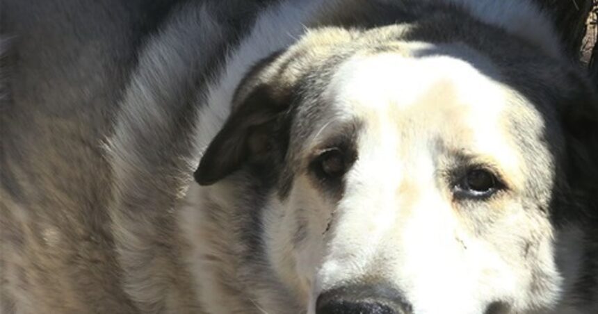 Toddler Who Wandered Miles From Home And Spent Night In Desert Saved By Very Good Dog