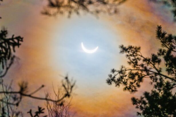 Trees ‘Sync Up’ During a Solar Eclipse in a Forest-Wide Phenomenon : ScienceAlert