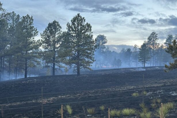 Turkey Track fire sparks on forest land in Douglas County near Sedalia