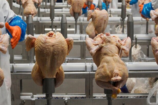 USDA Rolls Back Salmonella Limits In Raw Chicken