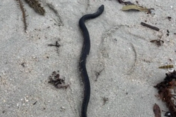 Warning after venomous snake found at beach
