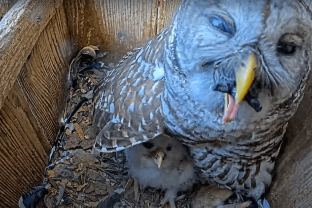 Watch an owl try to eat a turtle whole