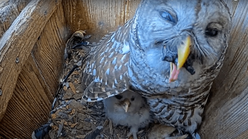 Watch an owl try to eat a turtle whole