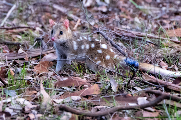 Watch endangered marsupials return to Australian bushland after 62 years