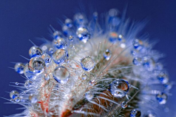 Water Droplets Cling to Fluorescent Plant Spines in Tom Leighton’s Alluring Photos — Colossal