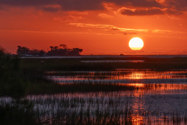 Wetland bacteria could make more methane in a warming world