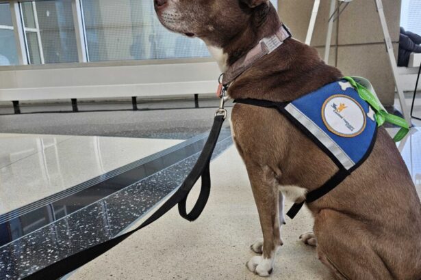 What was big at AACR? A drug, a diagnostic, and a dog. Oh and a vaccine, too.