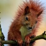 Why Aren’t Humans as Hairy as Other Mammals? Here’s The Science. : ScienceAlert