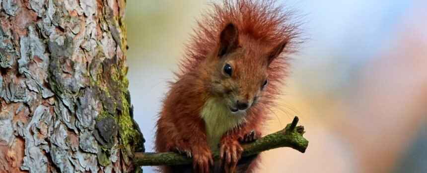 Why Aren’t Humans as Hairy as Other Mammals? Here’s The Science. : ScienceAlert