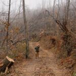 Why the Forest Service is logging after Hurricane Helene