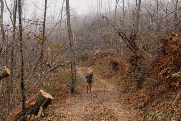 Why the Forest Service is logging after Hurricane Helene