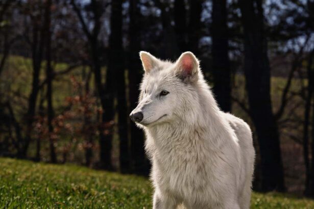 Why the dire wolf de-extinction claims are the tip of the iceberg