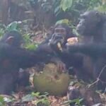 Wild Chimps Caught on Camera Sharing Alcoholic Fruit : ScienceAlert