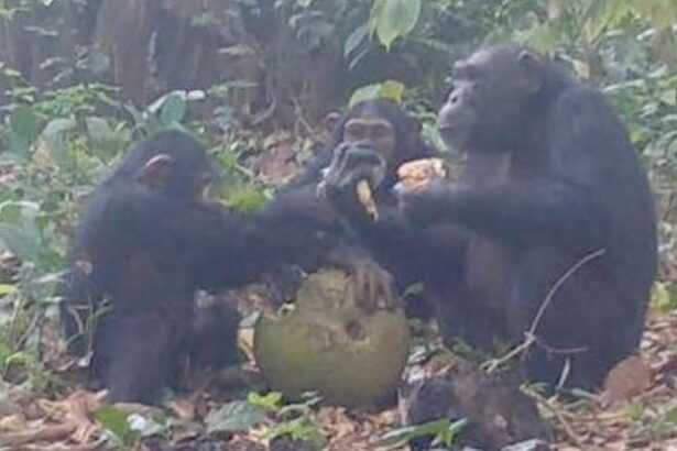 Wild Chimps Caught on Camera Sharing Alcoholic Fruit : ScienceAlert