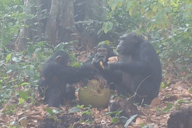 Wild chimps sharing ‘boozy’ fruit caught on camera for the first time