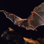Young bats develop a ‘caller ID’ to avoid poisonous prey