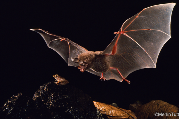 Young bats develop a ‘caller ID’ to avoid poisonous prey