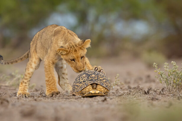 10 beautiful images from the 2025 GDT Nature Photographer of the Year awards