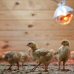 12,000 chicks were found abandoned in an USPS truck : NPR