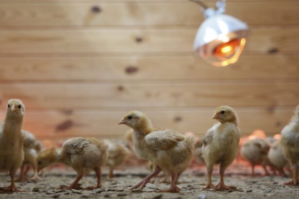 12,000 chicks were found abandoned in an USPS truck : NPR