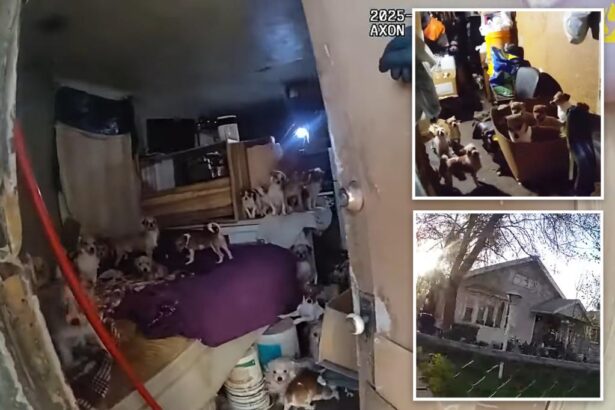 156 dogs, cats rescued from horror home of elderly Utah hoarder