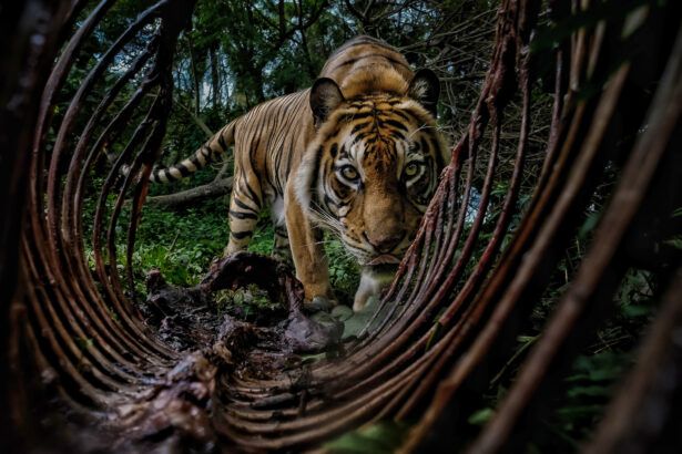17 unforgettable images from the Environmental Photography Awards