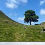 2 men are convicted of cutting down English landmark : NPR