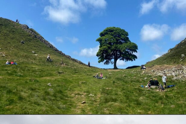 2 men are convicted of cutting down English landmark : NPR