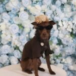 At the 2025 Pet Gala, Maltipoos and Pomeranians Dressed Like Your Favorite Fashion Stars