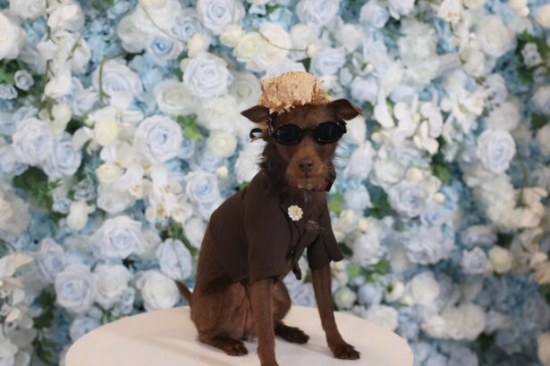 At the 2025 Pet Gala, Maltipoos and Pomeranians Dressed Like Your Favorite Fashion Stars