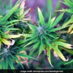 30,000 Secretly Grown Marijuana Plants Destroyed In Turkey: Report