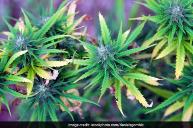 30,000 Secretly Grown Marijuana Plants Destroyed In Turkey: Report