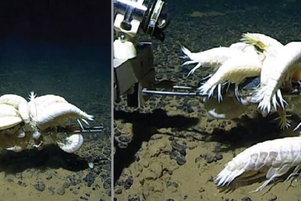 60% of The Ocean Floor Could Harbor ‘Rare’ Supergiant Crustacean : ScienceAlert