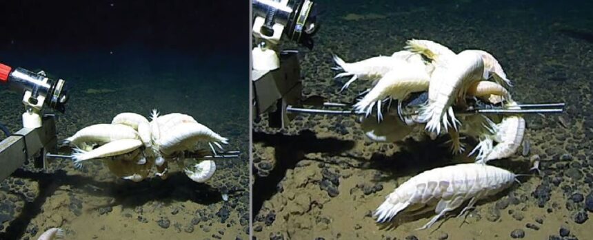 60% of The Ocean Floor Could Harbor ‘Rare’ Supergiant Crustacean : ScienceAlert