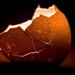 A Food Scientist Explains The Best Way to Peel a Boiled Egg : ScienceAlert
