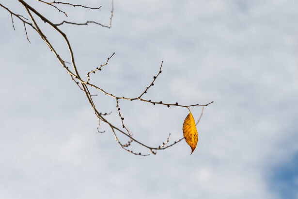A leaf’s geometry determines whether it falls far from its tree