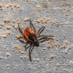 A malaria-like disease spread by ticks moves into Delaware, Maryland, and Virginia