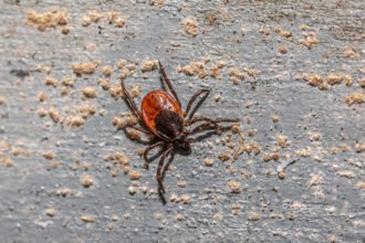 A malaria-like disease spread by ticks moves into Delaware, Maryland, and Virginia