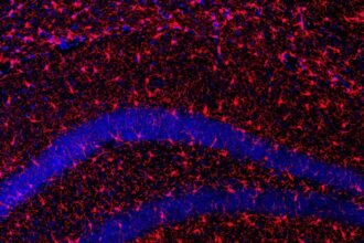 A protein that promotes healthy aging and improves longevity