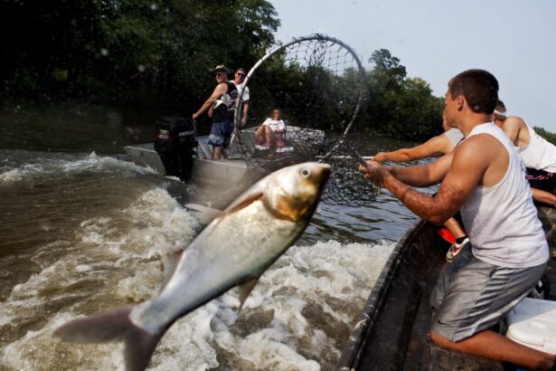 A toxic site complicates Illinois’ rush to stop invasive Asian carp