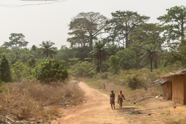 ‘All the cocoa trees will be destroyed’