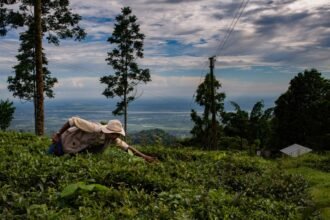 Alt Carbon scores M seed to scale carbon removal in India