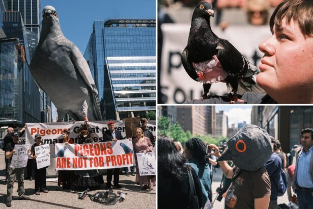 Animal advocates demand Manhattan DA Alvin Bragg impose stricter penalties on pigeon catchers after poacher’s arrest