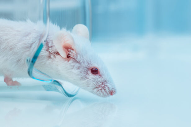 Anti-Aging Cocktail Extends Mouse Lifespan by About 30 Percent : ScienceAlert