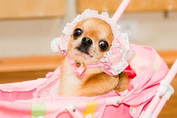 Are Dogs Replacing Babies in Countries With Declining Birth Rates? : ScienceAlert