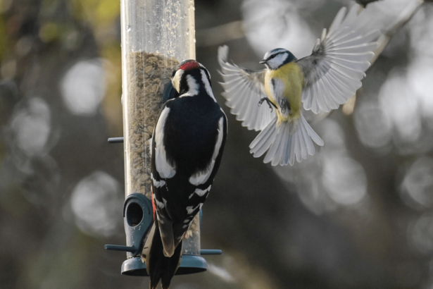Are backyard bird feeders safe? Preventing illness is easy.