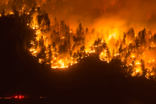 Are we in a sixth mass extinction?